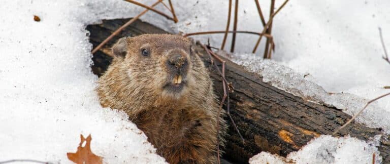 Will Wiarton Willie See His Shadow On Groundhog Day? You Can Bet On It