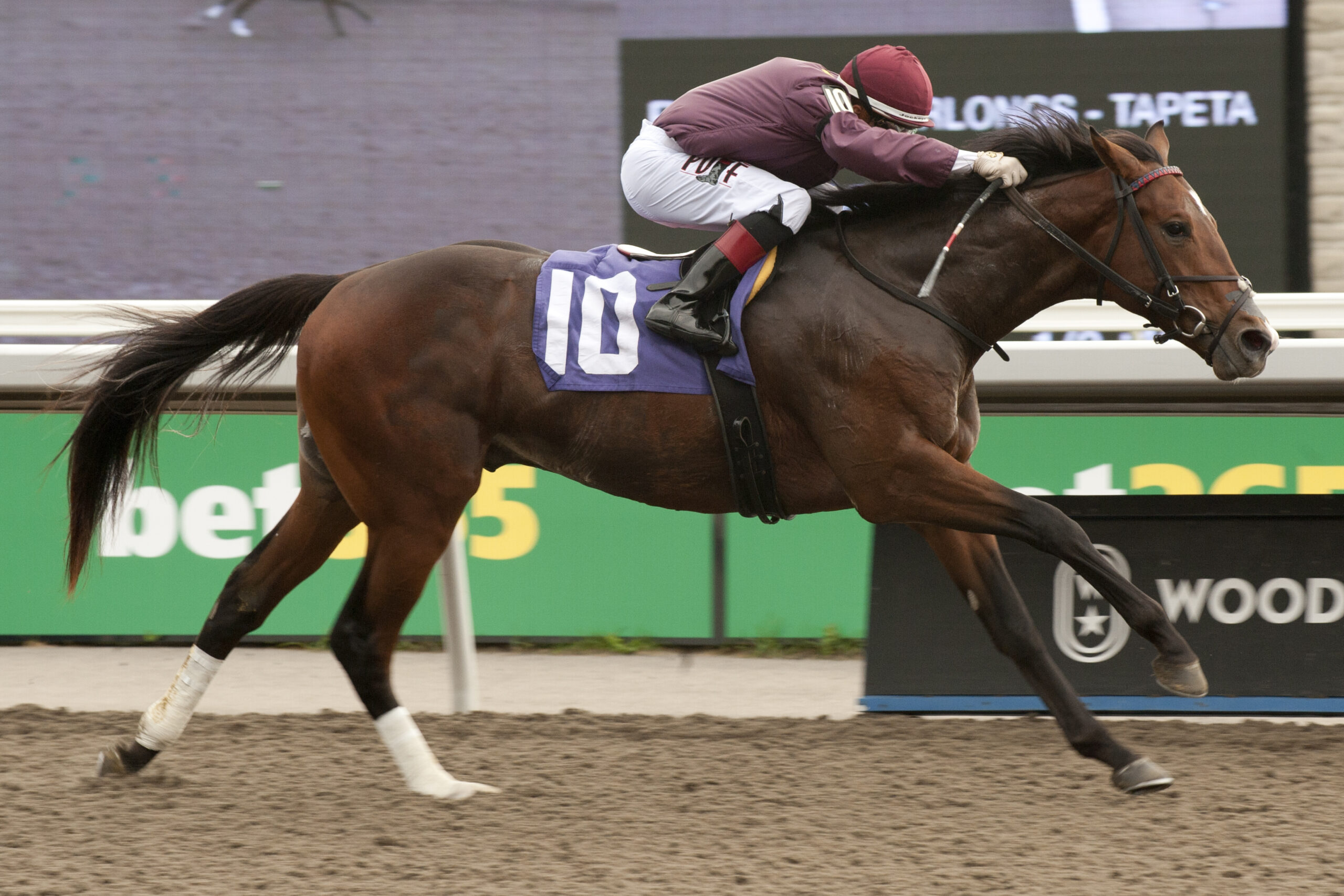 Toronto, ON October 29 2023 Woodbine Racetrack R5Naptown Jockey Rafael Hernandez Woodbine/Michael Burns photo